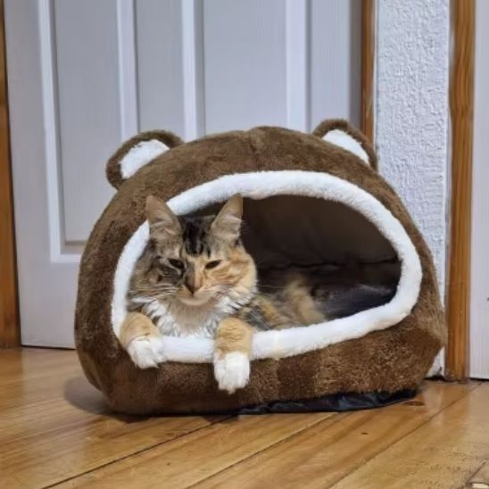 chat panier